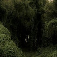 a group of trees that are covered in green mossy plants and grass, with one tree sticking out from the ground