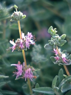 some pink flowers and green leaves on a sunny day