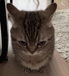 a cat is sitting on the floor looking at something