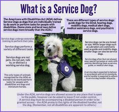 a white dog with a purple vest on it's back sitting in the grass