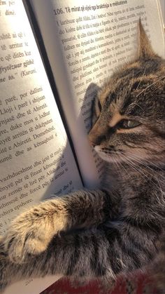 a cat laying on top of an open book