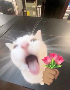 a white cat with its mouth open holding a flower