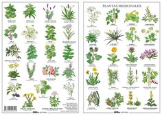 an illustrated guide to plants and their uses in the garden, with pictures of them