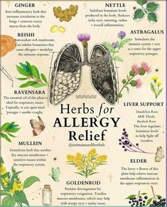 herbs for allergy relief is shown in this poster, which shows the different types of herbs