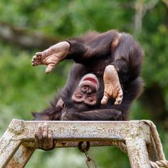 a baby monkey hanging upside down on top of a wooden structure with its paws in the air