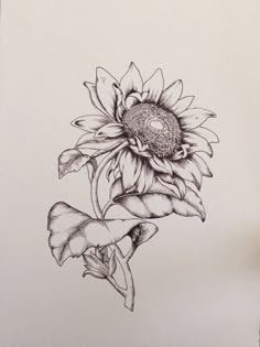 a drawing of a sunflower on a white paper