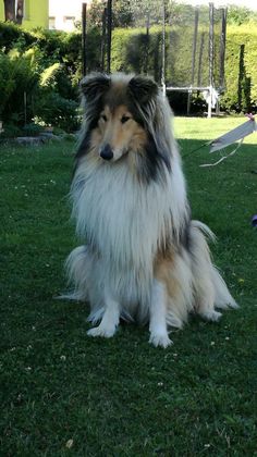 a long haired dog sitting in the grass