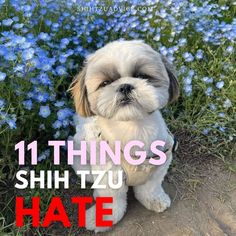 11 Things Shih Tzu Hate Advice Videos, Shih Tzus, See Videos, Shih Tzu, Personalities