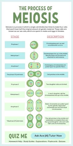 the process of meosis poster with information on how to use it and what to do