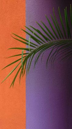 there is a palm tree in front of a purple and orange wall with the same color