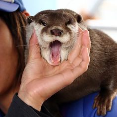 an otter is being held up to the camera by a woman's hand while wearing a baseball cap