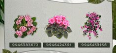 four different types of flowers are displayed on a wall with numbers and plants in them