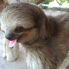 a baby sloth with its tongue hanging out