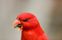 a red bird with its mouth open and it's tongue hanging out to the side