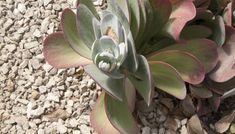 a close up of a plant with rocks and gravel in the back ground behind it