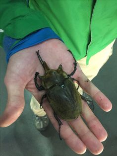 a small beetle sitting on the palm of someone's hand