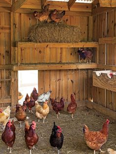 several chickens in a barn with hay on the floor