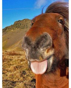 a brown horse with its tongue hanging out