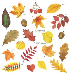 watercolor autumn leaves and acorns on white paper with text that says 20 elements png format