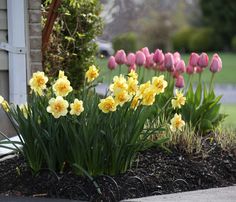 some yellow and pink flowers are growing in the flower bed by the house with green grass