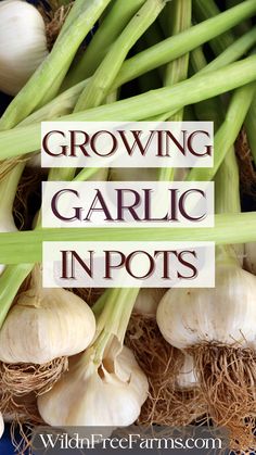 grow garlic in pots How To Plant Garlic In A Pot, Planting Garlic In Fall In Containers, Grow Garlic In Containers, Planting Garlic In Fall, Garlic Planting, How To Plant Garlic