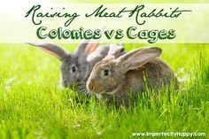 two rabbits sitting in the grass with text reading raising meat rabbits colonials vs cages