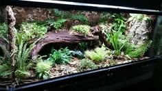 an aquarium filled with plants and rocks