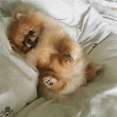 a small brown dog laying on top of a bed