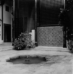 a black and white photo of a potted plant in front of a building entrance