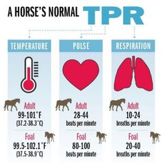 a horse's normal temperature is shown in the diagram, and it shows how much heat