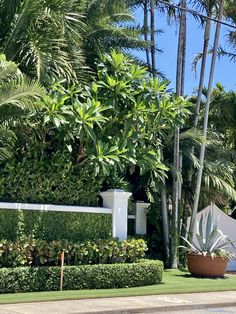 a white fence surrounded by lush green trees and bushes in front of a house with palm trees