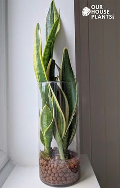 a plant in a glass vase sitting on a window sill next to rocks and gravel