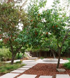 an apple tree is in the middle of a garden with stone walkways and trees