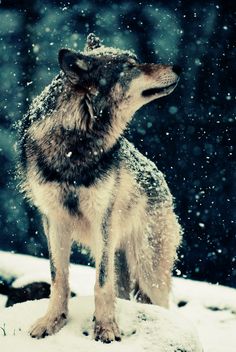 a black and white photo of a wolf with the caption no puedes empear de cero