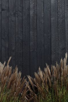 tall brown grass next to a black wooden wall