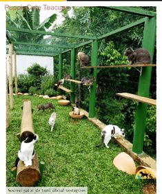 several cats in an enclosure with trees and grass