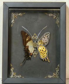 two butterflies in a shadow box with gold and silver accents on the wings, sitting side by side