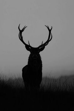 a black and white photo of a deer with antlers