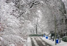 snow covered trees line the street in front of blue trash cans