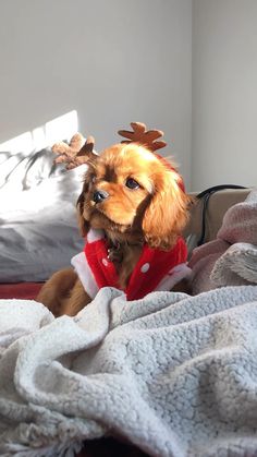 a small dog wearing reindeer antlers on top of a bed