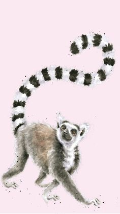 a drawing of a ring tailed lemur on a pink background