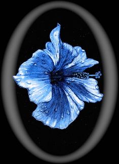 a blue flower with water droplets on it's petals is shown in a circular frame