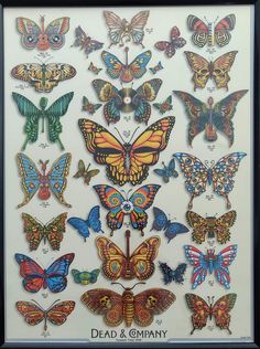 the dead and company butterfly collection is displayed in a black framed frame on a white wall