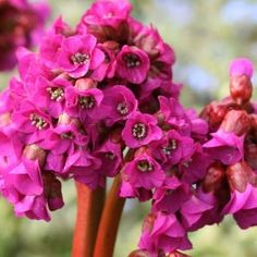 purple flowers are blooming in the garden