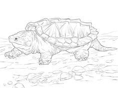 a drawing of a turtle on the ground with rocks and water in the foreground