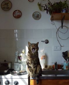 a cat yawns while sitting on top of a stove in a small kitchen