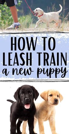 two puppies standing next to each other with the words how to leash train a new puppy