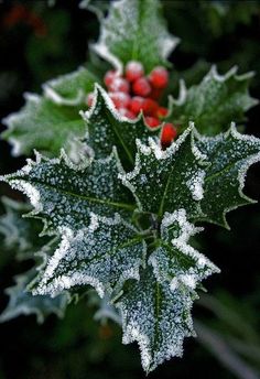 frosted holly leaves and berries with red berries on them