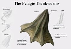 the pelagic trunk worms