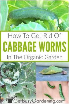 how to get rid of cabbage worms in the organic garden